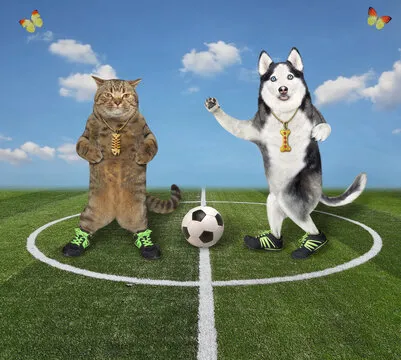 合作媒体 D